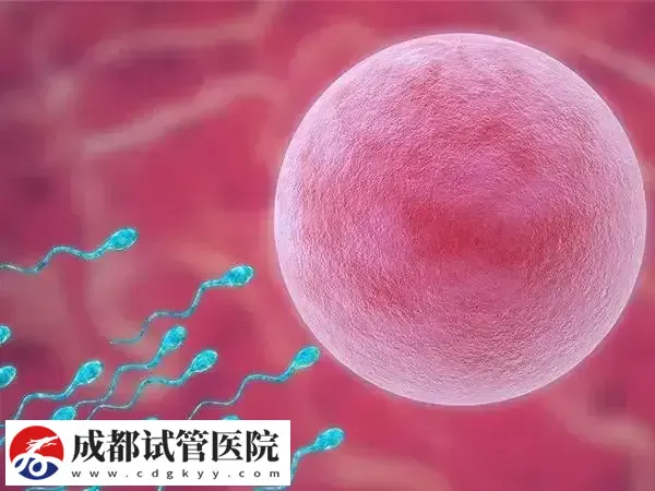 试管移植后48小时是不是很关键(图1)